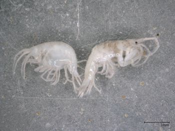 Media type: image; Invertebrate Zoology 149968